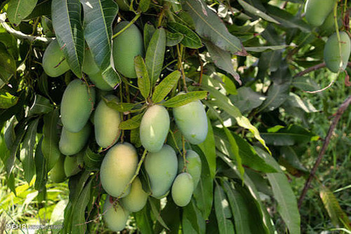 نهال انبه خوشه ای پیوندی