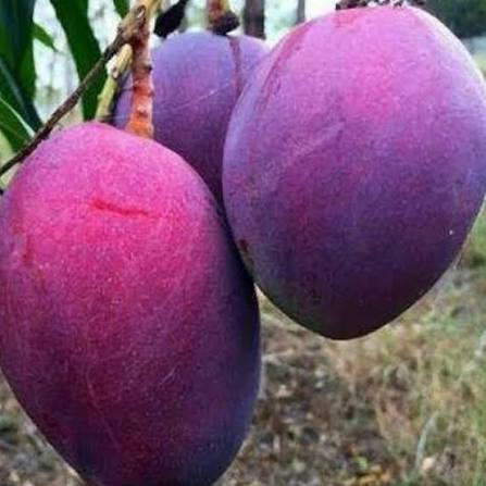 نهال انبه بنفش