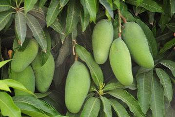نهال انبه تایلندی